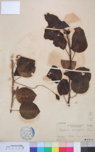 Specimen thumbnail